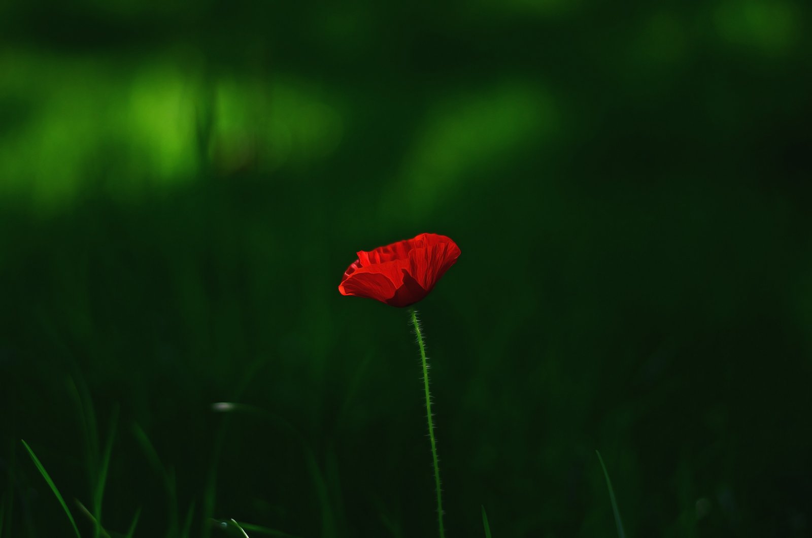 pexels photo 459305